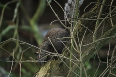 Sciurus aureogaster