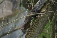 Sciurus aureogaster