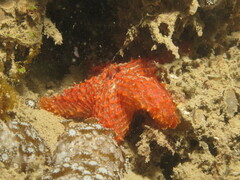 Euretaster