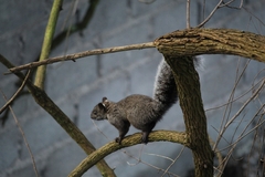Sciurus aureogaster