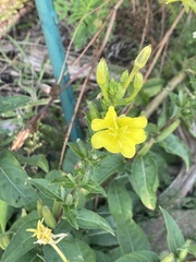 Oenothera pilosella