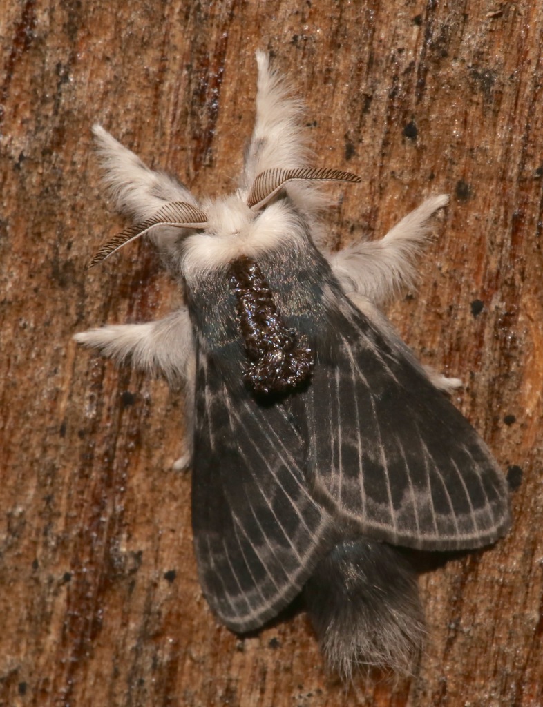 Larch Tolype Moth