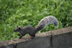 Sciurus aureogaster