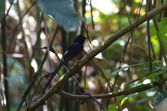 Copsychus malabaricus