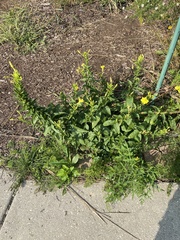 Oenothera pilosella