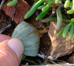 Eriospermum pubescens