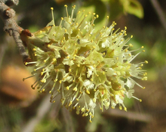 Combretum
