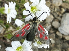 Zygaena exulans