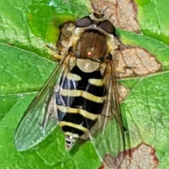 Syrphus torvus