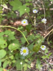 Erigeron strigosus