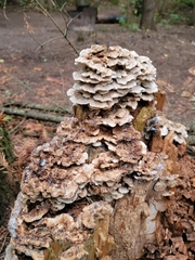 Neoantrodia serialis