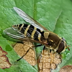 Syrphus torvus