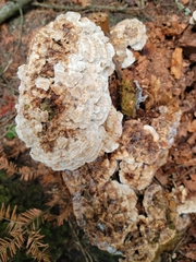 Neoantrodia serialis