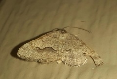 Frederickia s-signata