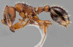 Myrmica rubra