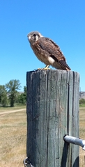 Falco sparverius paulus