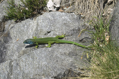 Lacerta bilineata