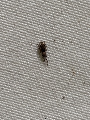 Pseudoedophrys hilleri