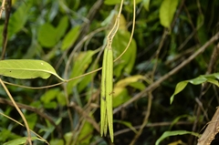 Parsonsia alboflavescens