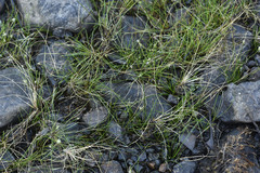 Eleocharis acicularis