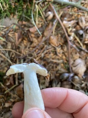 Russula caerulea
