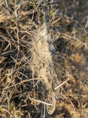 Stegodyphus dumicola