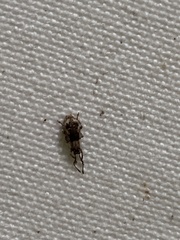 Pseudoedophrys hilleri