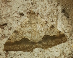 Frederickia s-signata