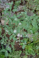 Heliotropium europaeum