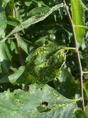 Pachypsylla