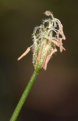 Eleocharis acicularis