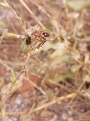 Lygaeus equestris