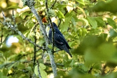 Sturnus unicolor