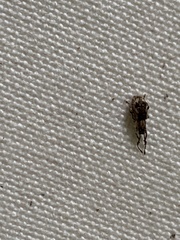 Pseudoedophrys hilleri