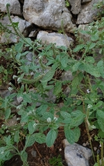 Heliotropium europaeum