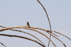 Amphispiza bilineata