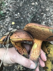 Neoboletus luridiformis