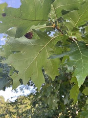Quercus velutina