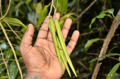 Parsonsia alboflavescens