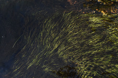 Eleocharis acicularis