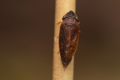 Aphrodes