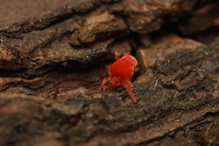Trombidioidea