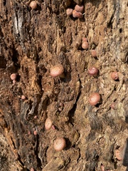 Gymnopilus luteofolius