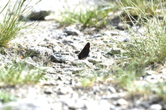 Erebia