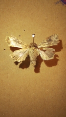 Mythimna languida