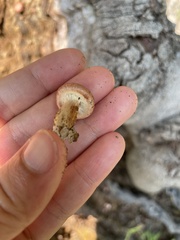 Gymnopilus luteofolius