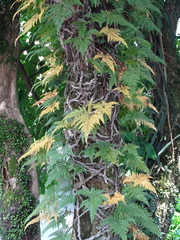 Davallia griffithiana