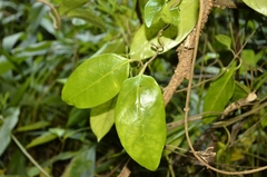 Parsonsia alboflavescens