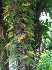 Davallia griffithiana