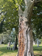 Gymnopilus luteofolius